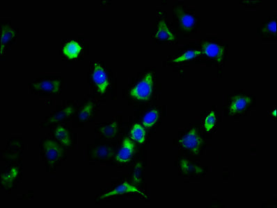 CNTFR Antibody