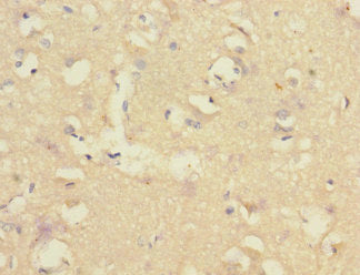 CNTNAP1 Antibody