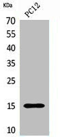 Histone H4 Antibody