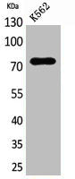 ARNTL Antibody