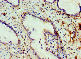 COG7 Antibody
