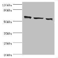 COIL Antibody