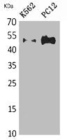 TUBA1A/TUBA1B/TUBA1C/TUBA3C/TUBA4A Antibody