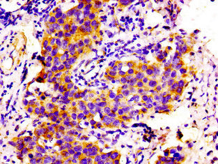COL6A2 Antibody