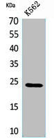 PPIB Antibody
