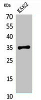STX1A Antibody