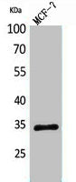 WDR83 Antibody