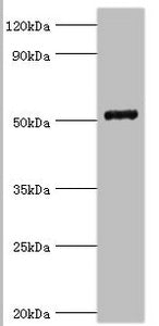 COPS2 Antibody