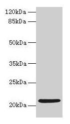 COPZ1 Antibody