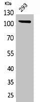 NRP1 Antibody