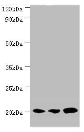 COX4I1 Antibody