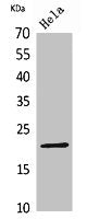CD3E Antibody