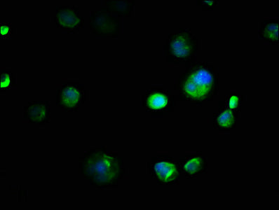 EMC8 Antibody