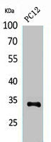 CD74 Antibody