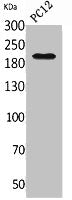 ITGB4 Antibody
