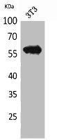 LAG3 Antibody