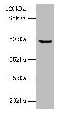 CPA2 Antibody