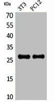 TNFRSF10C Antibody