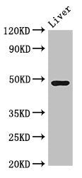 CPB2 Antibody