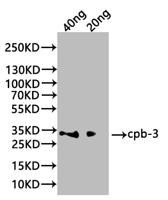 cpb-3 Antibody