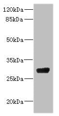 CPSF4 Antibody