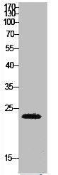 HMGB1 Antibody