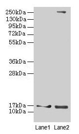 CRABP1 Antibody