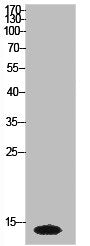Histone H2A Antibody