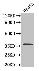 CREB1 Antibody