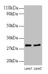 RPL8 Antibody