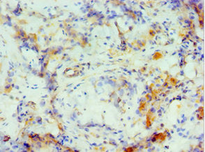 CRISP2 Antibody