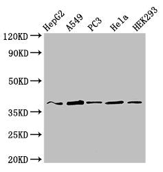 CRK Antibody