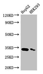 CRKL Antibody