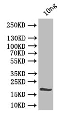 clsA Antibody