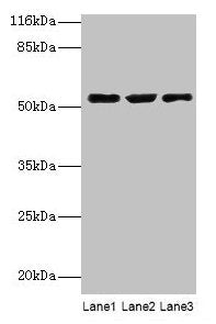 CRNN Antibody