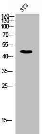 CD47 Antibody