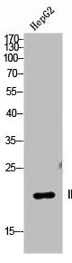 IL36B Antibody