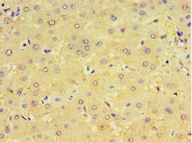 CRX Antibody