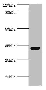 CRX Antibody