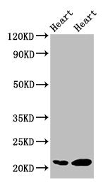 CRYAB Antibody
