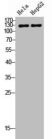 TERT Antibody