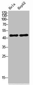 IDO2 Antibody