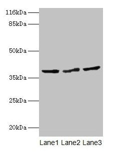 CRYZL1 Antibody