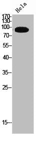 TRPC3 Antibody