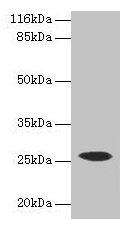 CSHL1 Antibody