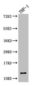 CSTA Antibody