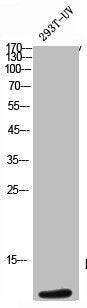 APOC3 Antibody