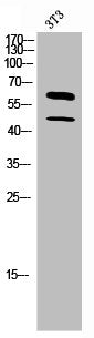CSF1 Antibody