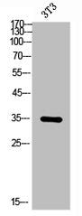 EPCAM Antibody