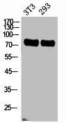 ABCG2 Antibody